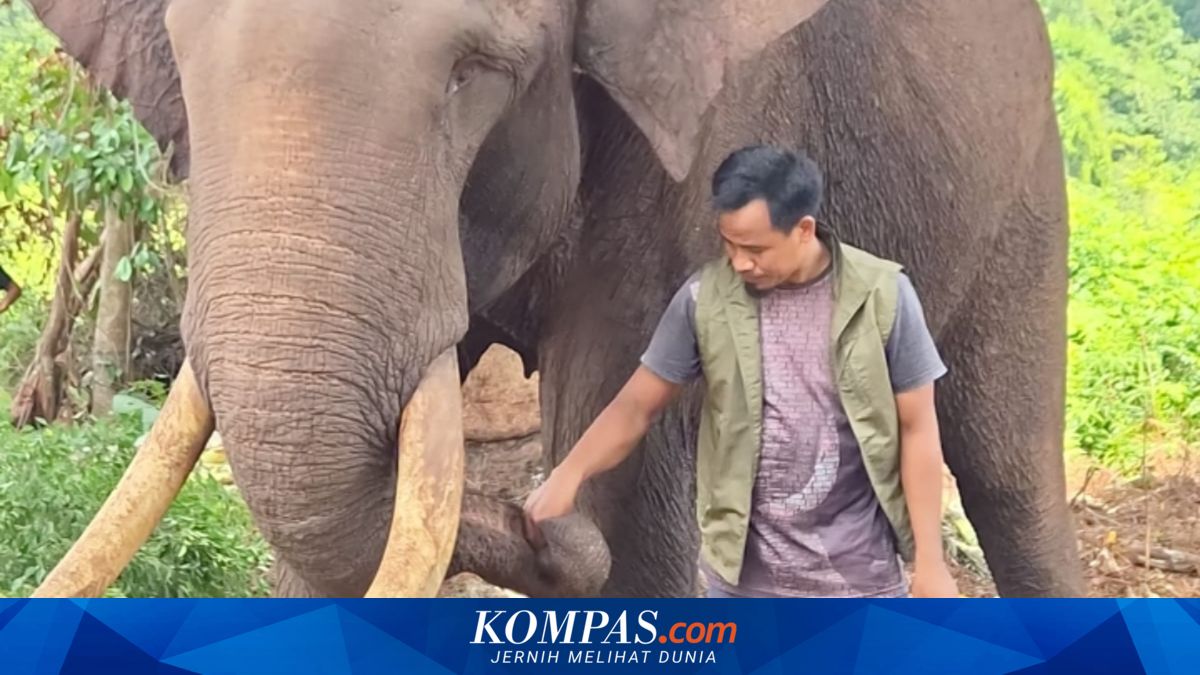 Gajah Indro di Taman Nasional Tesso Nillo Riau Mati
