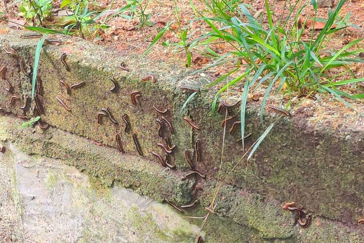 Ribuan ulat kaki seribu menyerang sejumlah rumah warga di kawasan Bukit Galang, Meral Kota, Kecamatan Meral, Kabupaten Karimun, Kepulauan Riau (Kepri), Sabtu (14/5/2022).