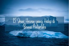 12 Jenis Hewan yang Hidup di Benua Antartika