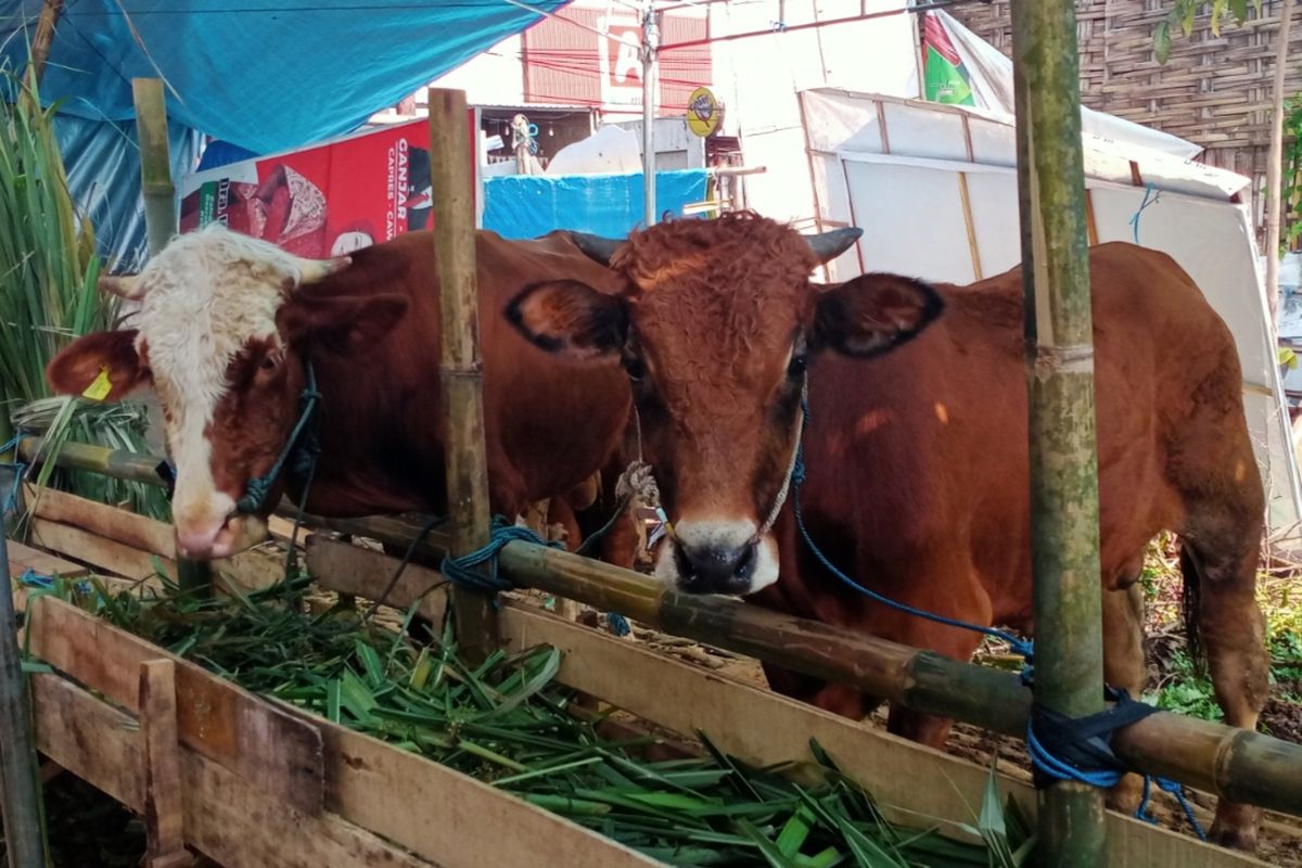 Salah satu tempat penjualan hewan kurban di Kota Malang, Jawa Timur. 