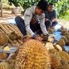 agro tourism bhumi merapi photos