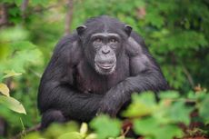 Mengapa Simpanse Suka Melempar Kotorannya Sendiri?