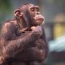 Seekor Simpanse Tewas karena Syok Septik, Setelah Disiksa Pemburu Liar
