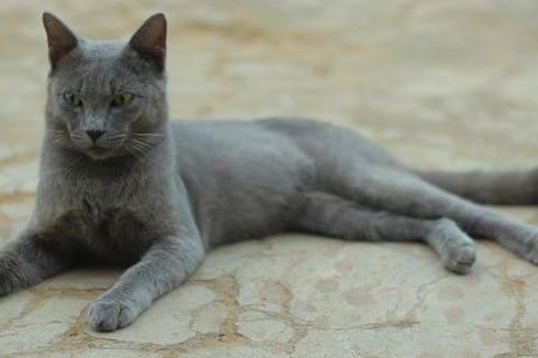 Mengenal Kucing Busok, Ras Asli Indonesia dari Pulau Madura