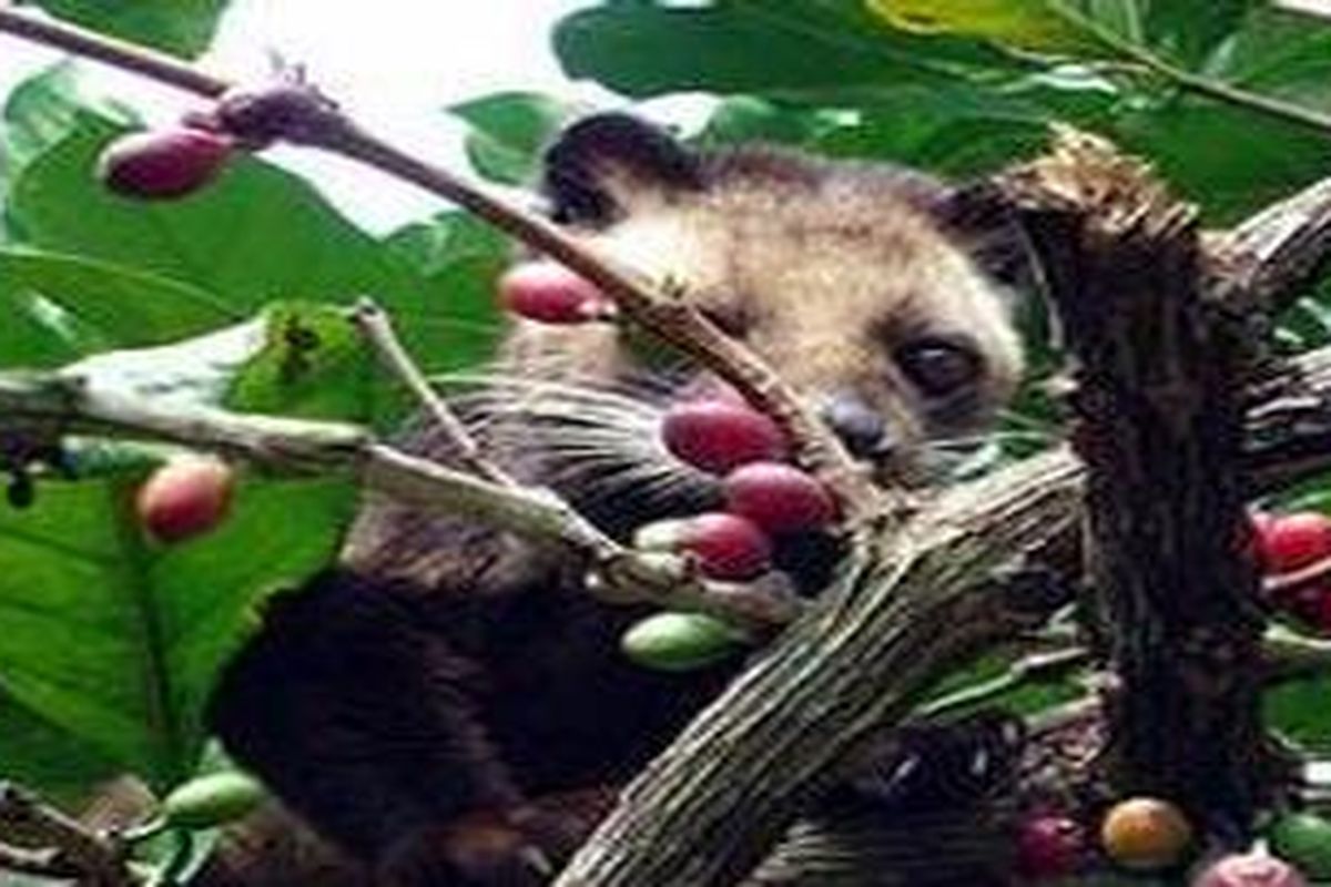 Luwak sedang makan kopi