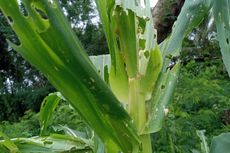 Lahan Jagung yang Diserang Hama Ulat Grayak di Flores Timur Capai 200 Hektare