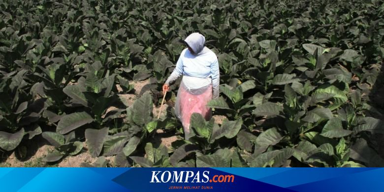 Pemrosesan Tembakau Potensi Wisata Unik Di Jember