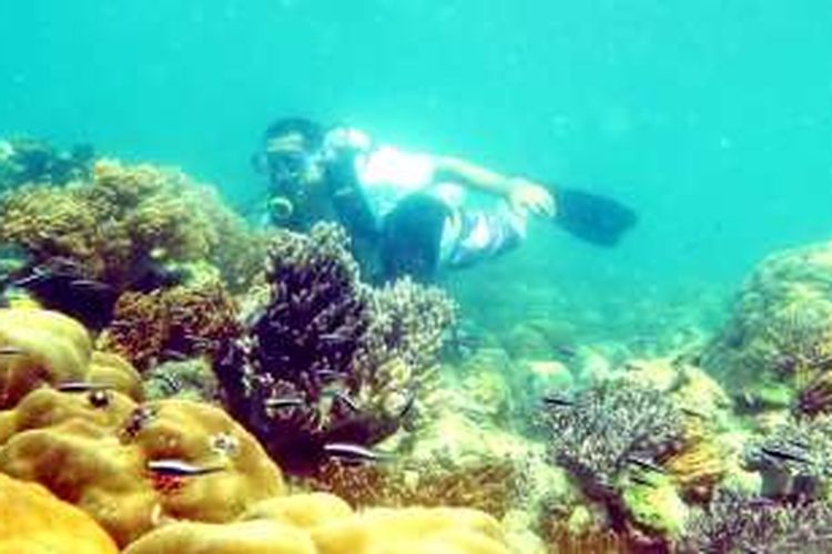 Terumbu karang yang indah menjadi sasaran para pendatang untuk melakukan diving di laut Teluk Pasarwajo, Buton, Sulawesi Tenggara. Terlihat seseorang sedang melakukan diving di laut Teluk Pasarwajo.