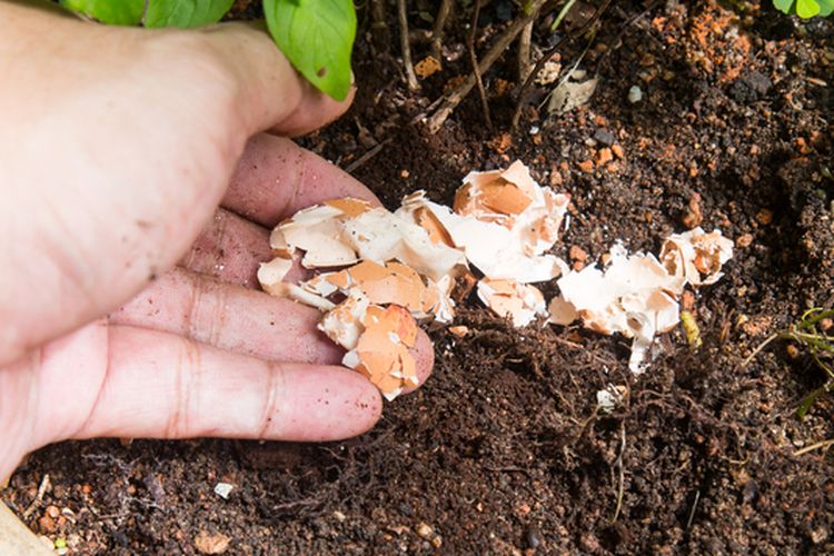 Ilustrasi pemberian cangkang telur ke tanaman. 