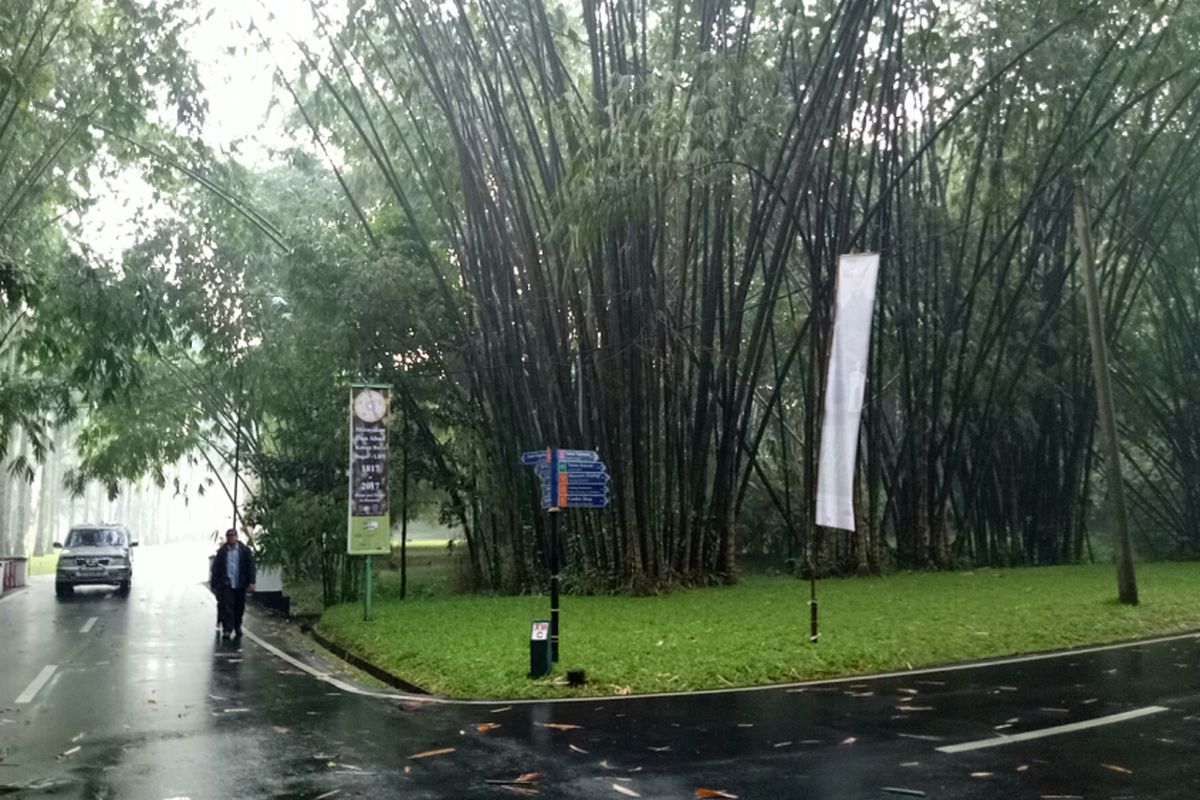Jenis bambu raksasa, terbesar di dunia yang memiliki nama latin collomus giganteus ini berasal dari Burma. Namun, bisa dikembangbiakan di Kebun Raya Bogor.