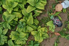 Soroti Nasib Petani Tembakau, DPR: Mereka Diperas Keringat, Air Mata dan Tenaganya untuk Pertumbuhan Negara
