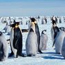 10.000 Anak Penguin Kaisar Mati karena Es Laut Mencair, Pemanasan Global Jadi Biang Keladi