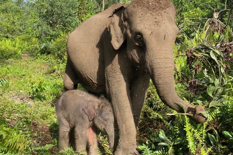 Bayi Gajah Sumatera di Tesso Nilo Diberi Nama Nona Seroja, Penuh Makna Harapan