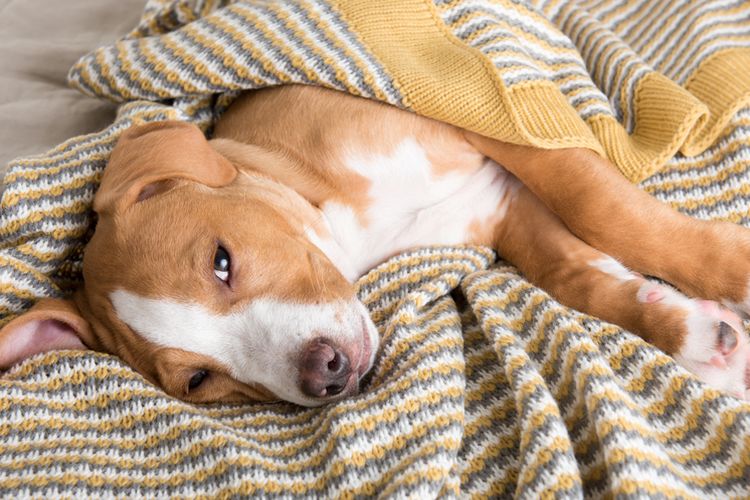 Penyebab anjing suka menggigit juga bisa karena sakit atau cedera.