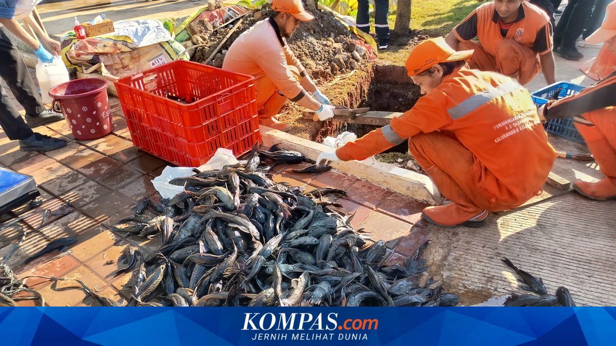 Ikan Sapu-sapu Kuasai Ciliwung, Dedie Rachim Siapkan Penanganan Berbasis Syariah di 3 Titik ~TR  

Klik untuk baca: