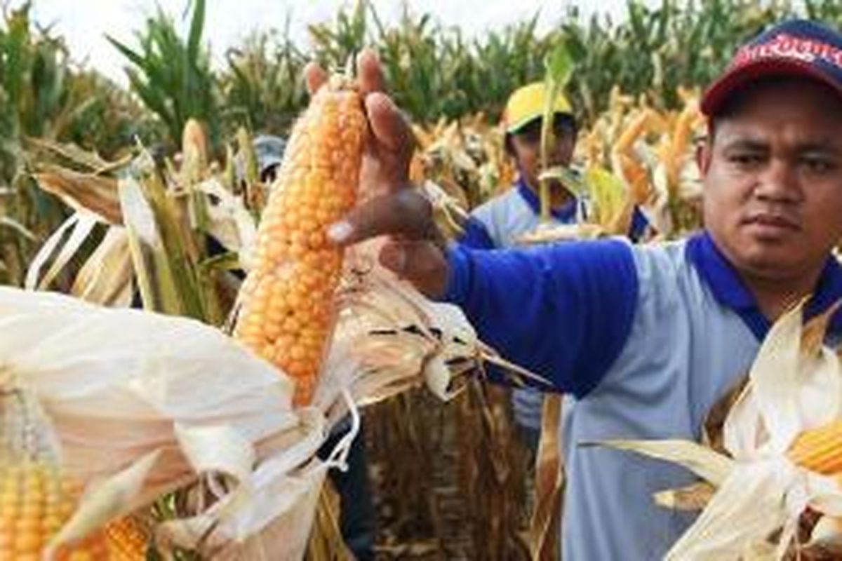 Petani saat panen raya jagung hibrida BISI-18 di Desa Banyubang, Kecamatan Solokuro, Kabupaten Lamongan, Jawa Timur, Juni lalu.