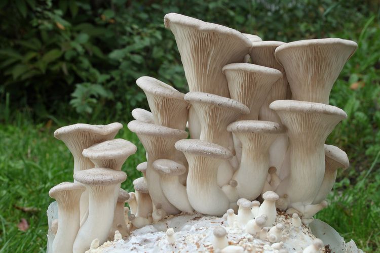 Ilustrasi jamur eryngii atau eringii.