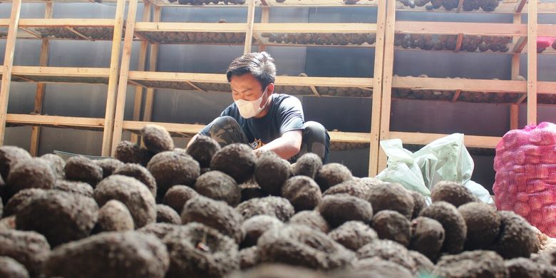 Seorang petani di Kabupaten Cianjur, Jawa Barat, sedang mengolah hasil panen umbi porang.