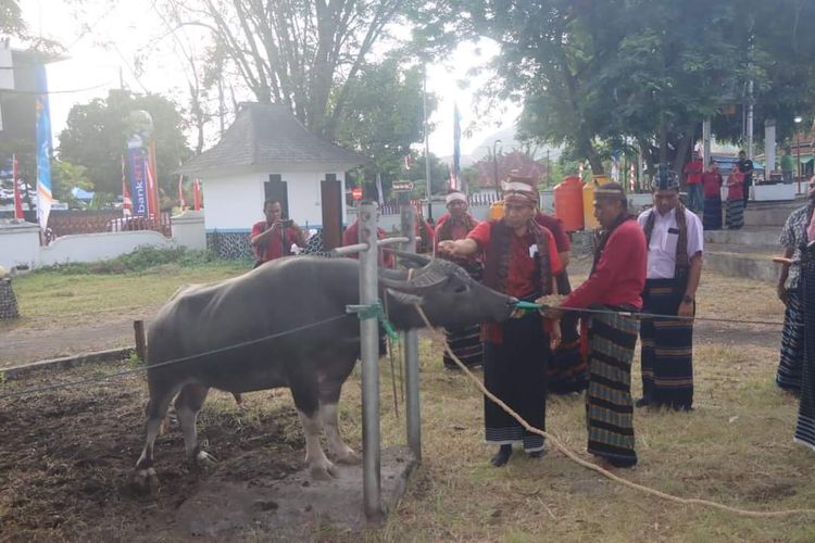 Festival Kelimutu dibuka dengan ritus ritual adat Wela Kamba (Sembelih Kerbau) di pelataran Rumah Adat, Sa?o Ria, Sabtu, (12/8/2023).
