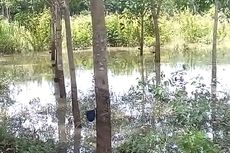 Banjir di Prabumulih Rendam Permukiman dan Puluhan Hektar Kebun Karet
