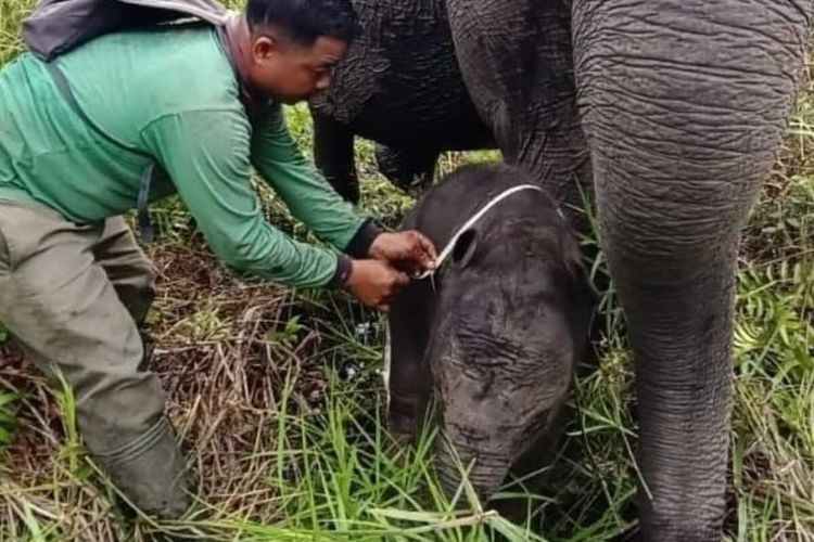 Bayi gajah jenis kelamin betina lahir di Pusat Latihan Gajah (PLG) Jalur 21 Padang Sugihan, Kabupaten Banyuasin, Sumatera Selatan pada Rabu, (13/7/ 2022) pada pukul 05.00WIB.