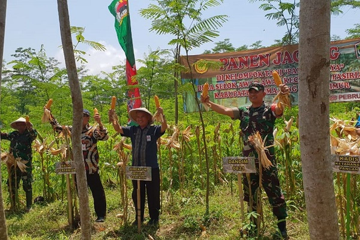 Lumajang jadi harapan baru peningkatan produksi jagung Indonesia