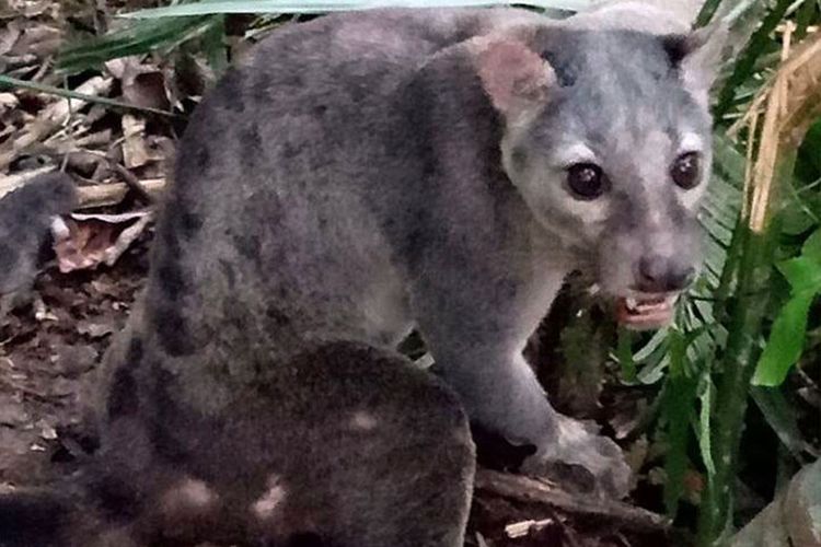 Dokumentasi foto musang sulawesi yang diperoleh saat Balai Taman Nasional Bogani Nani Wartabone melakukan patroli