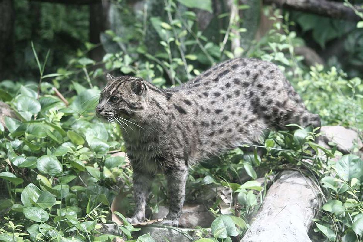 Kucing bakau (Prionailurus viverrinus) barada di kebun binatang Gembiraloka (GL) Zoo, Umbulharjo, DI Yogyakarta, Selasa (5/5/2020). Semenjak ditutup pada 22 Maret lalu terkait wabah COVID-19, pihak pengelola mengurangi belanja pakan satwa dari Rp 70-80 juta dalam sepekan menjadi Rp 60-70 juta untuk konsumsi 1.200 satwa koleksi Gembiraloka Zoo.