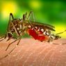Mengapa di Papua Banyak Malaria?