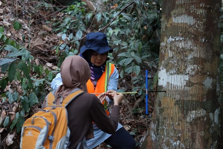 Proyek Wood ID yang diinisiasi WRI Indonesia bertujuan mengurangi pembalakan liar dengan mempercepat penerapan teknologi identifikasi kayu.
