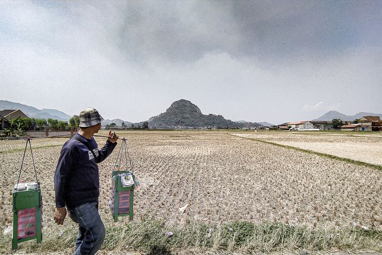 Ilustrasi lahan persawahan di Bandung Barat yang mengalami kekeringan imbas fenomena El Nino.