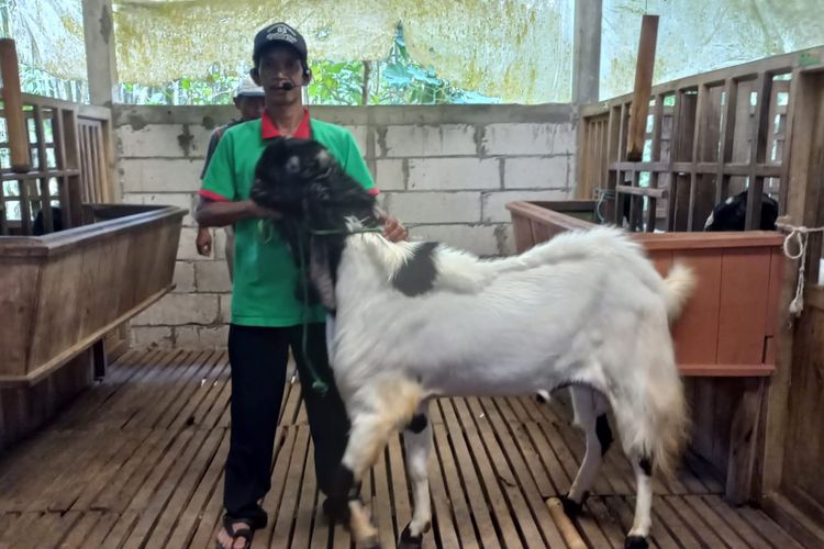 Salah satu peternak kambing ras Kaligesing yang sukses adalah Jemino (50). Ia adalah satu dari puluhan warga Desa Gunung Wangi, Kaligesing, Purworejo, Jawa Barat yang membudidayakan kambing ras Kaligesing.