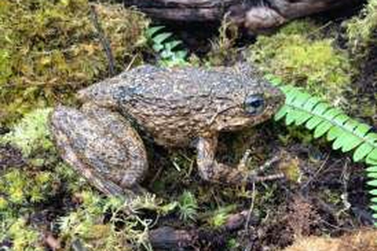 Katak Limnonectes dari Gandang Dewata, Sulawesi Barat, yang diduga sebagai spesies baru.