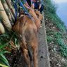 Sapi Kurban Mengamuk hingga Tercebur ke Cengkareng Drain