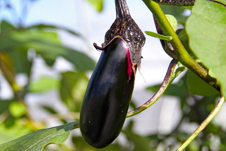 Ilustrasi terong, tanaman terong. 