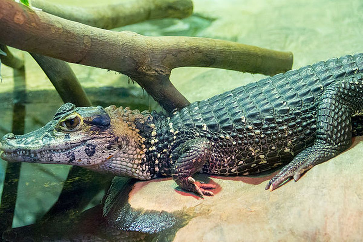 Black caiman, salah satu jenis buaya paling berbahaya.