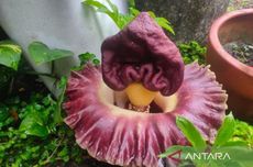 Sosis Mekar Sempurna Saat Dipanggang, Ini Trik Potongnya