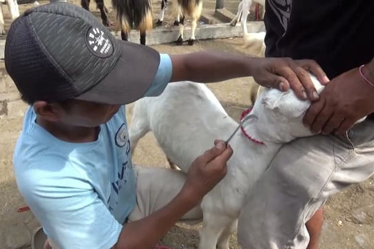 Suyit merapikan bulu kambing di salon kambing keliling miliknya, Senin (2/6/2025).