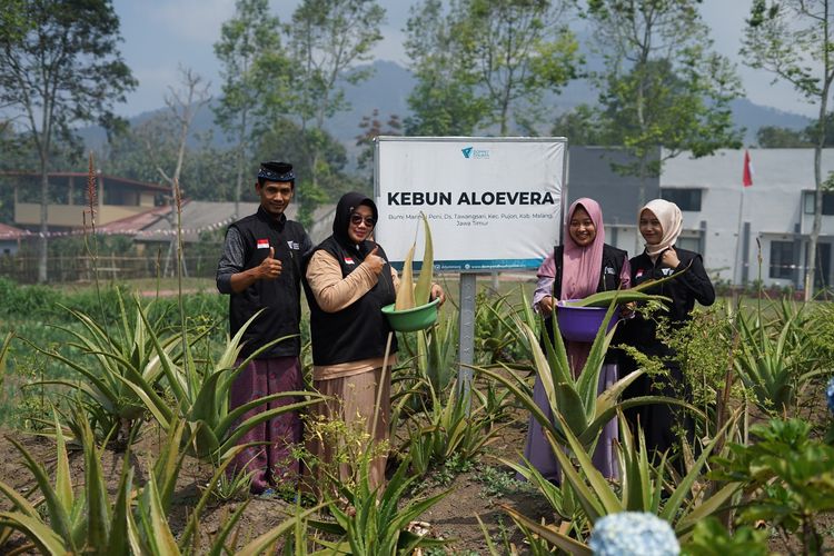 Kebun lidah buaya di Malang