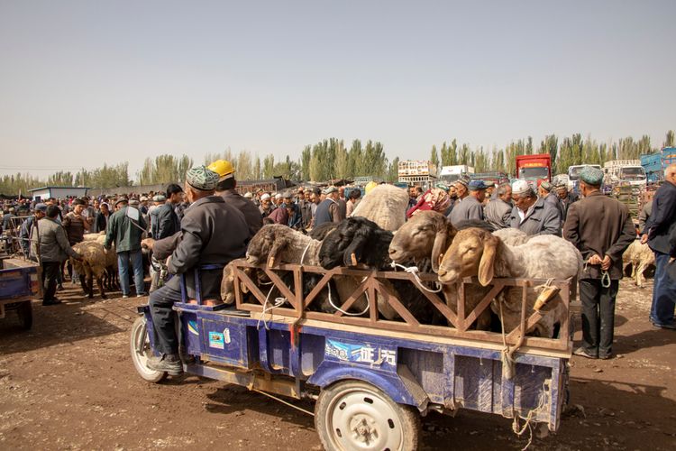 Hewan-hewan yang siap diperdagangkan di Sunday Livestock Market, Xinjiang, Tiongkok.