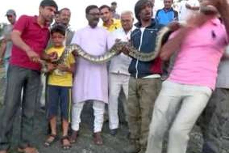Seekor ular piton bergerak cepat memagut seorang pria yang ingin ber-selfie dengan hewan itu.