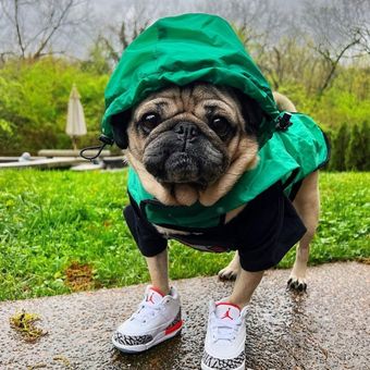 Anjing Pug bernama Doug yang menjadi salah satu hewan peliharaan terkaya di dunia.