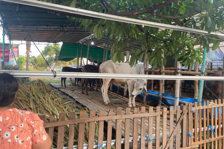 Penjual Hewan Kurban di Semarang Beri Garansi Ganti Rugi 100 Persen, Antisipasi Dampak Wabah PMK