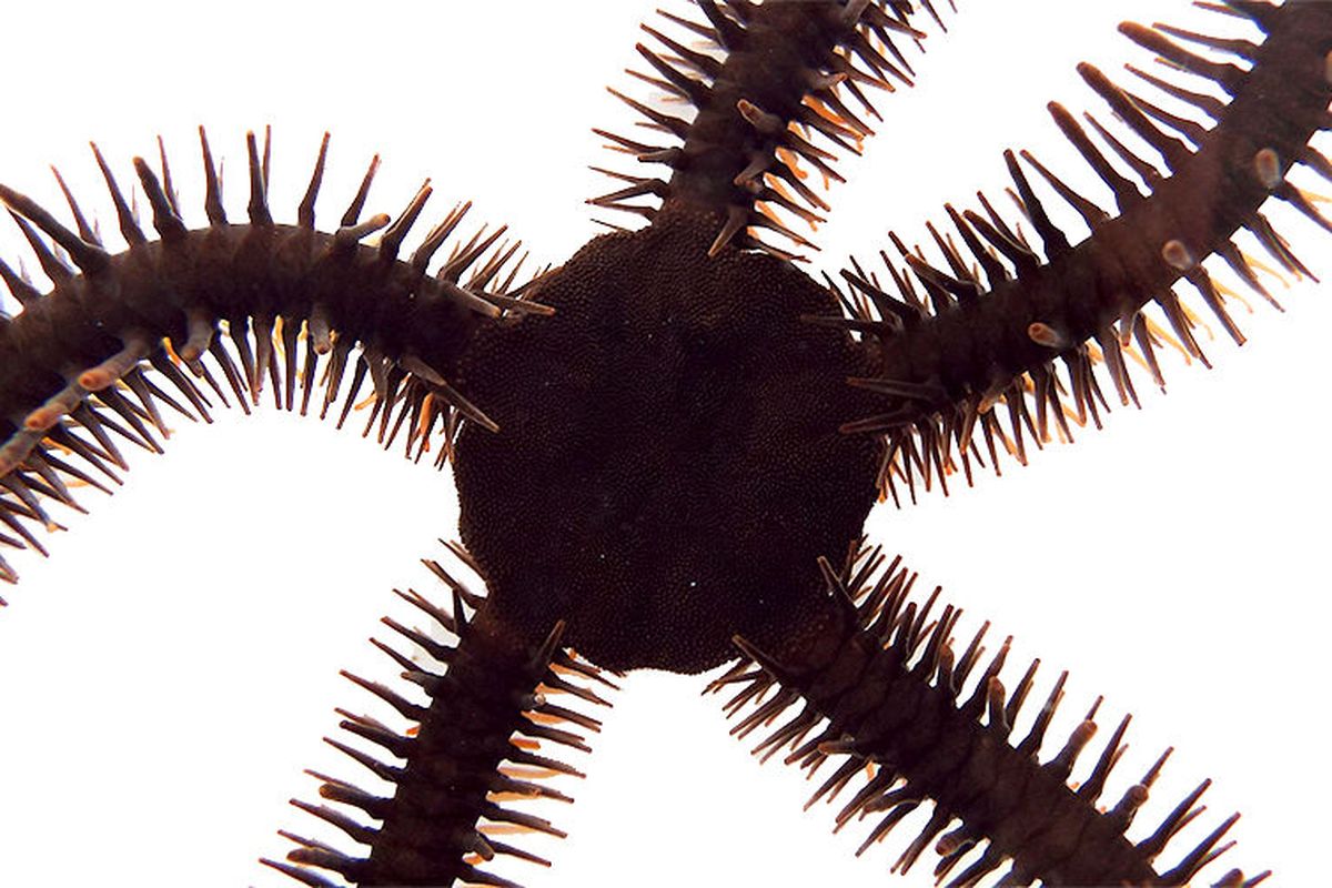 Spesies brittle star Ophiocoma wendtii, bergabung dengan daftar binatang yang bisa melihat tanpa menggunakan mata
