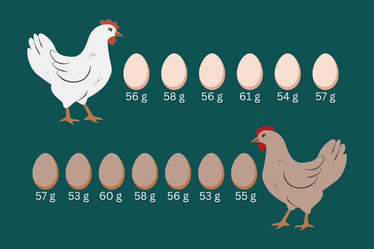 Ayam A menghasilkan 6 telur dan ayam B menghasilkan 7 telur.