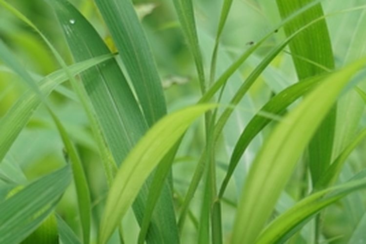 Tanaman rumput setaria