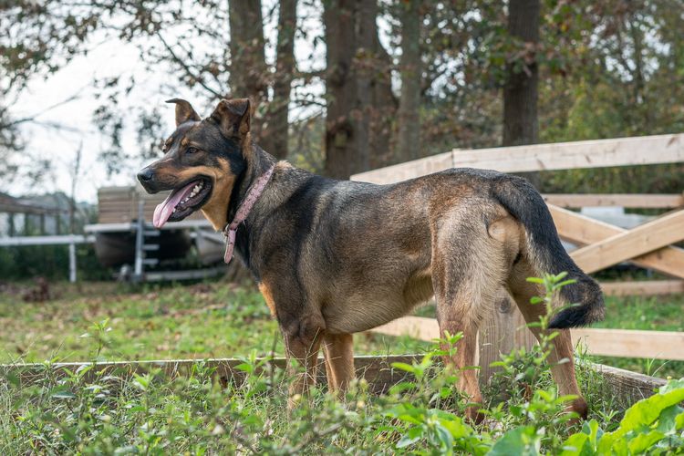 Kenapa anjing suka mengejar orang atau sesuatu adalah bagian dari naluri alami beberapa anjing.