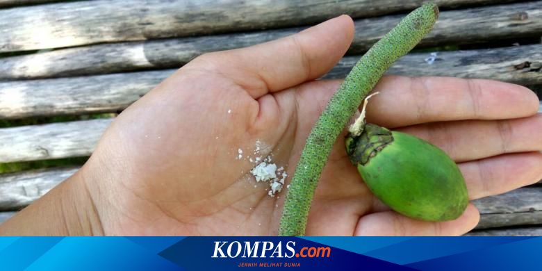 Orang Papua Punya Permen Ternyata Rasanya Mengejutkan Halaman All Kompas Com Pasangan ini dikatakan mempunyai memori cinta didalam bas awam berkenaan. orang papua punya permen ternyata