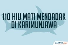 INFOGRAFIK: 110 Ekor Ikan Hiu di Karimunjawa Tewas Mendadak