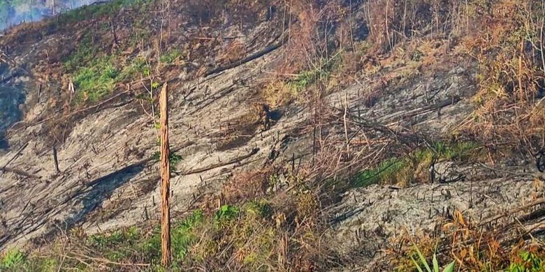 Inilah kondisi hutan setelah dilanda kebakaran di Desa Rambah Samo Barat, Kecamatan Rambah, Kabupaten Rokan Hulu, Riau, Selasa (29/3/2022).